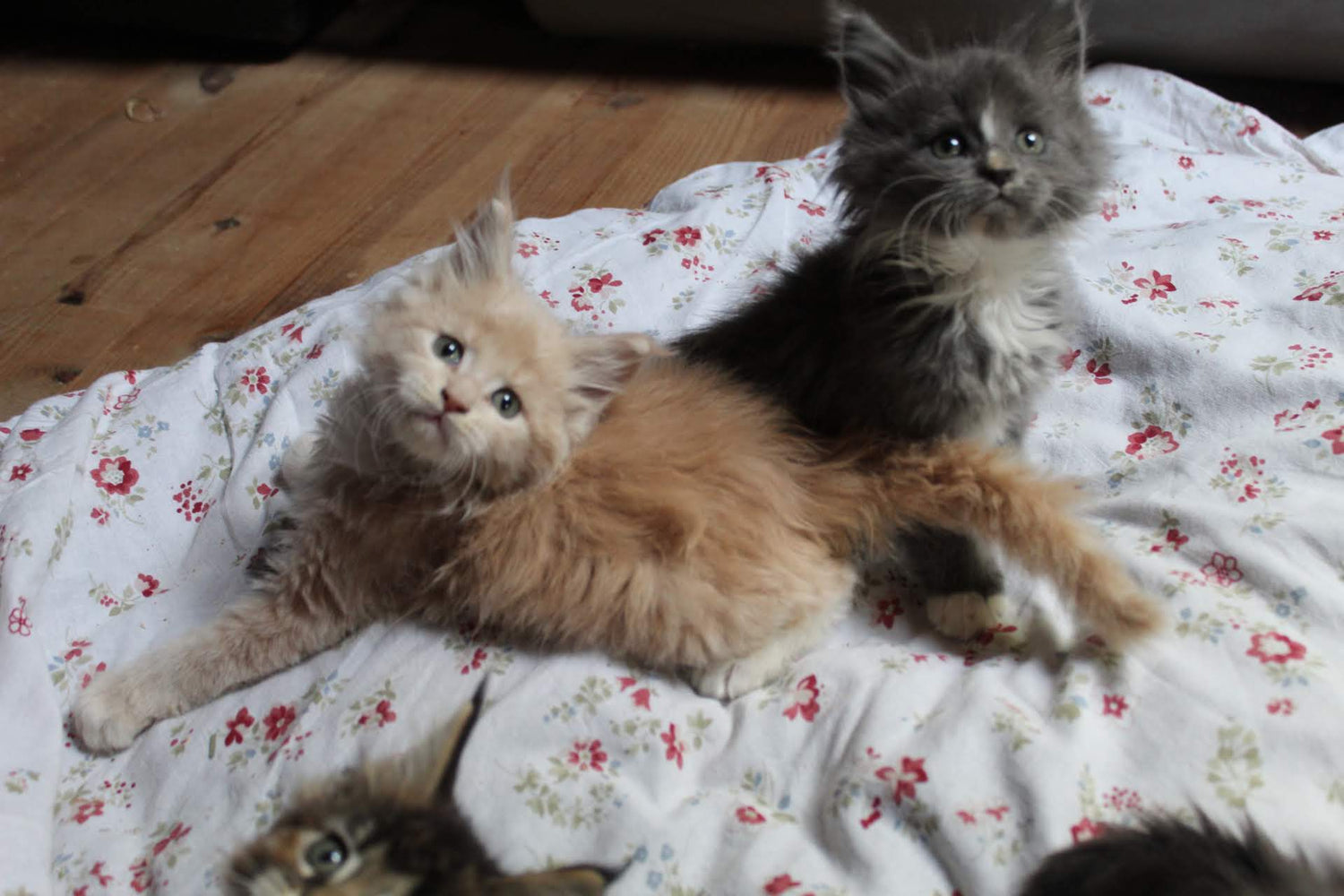 Chats