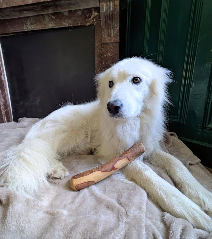 Bois d'Olivier Naturel pour Chien