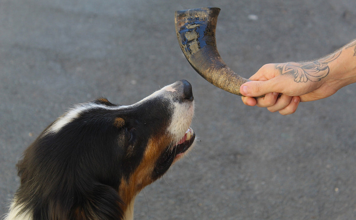 🐃 Corne de Buffle Naturelle pour Chien Taille