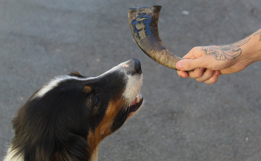 🐃 Corne de Buffle Naturelle pour Chien Taille