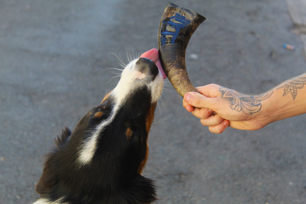 🐃 Corne de Buffle Naturelle pour Chien Taille