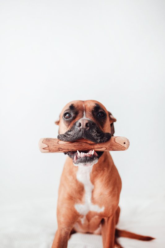 🐾 Box Découverte Chiot — Premières Mastications