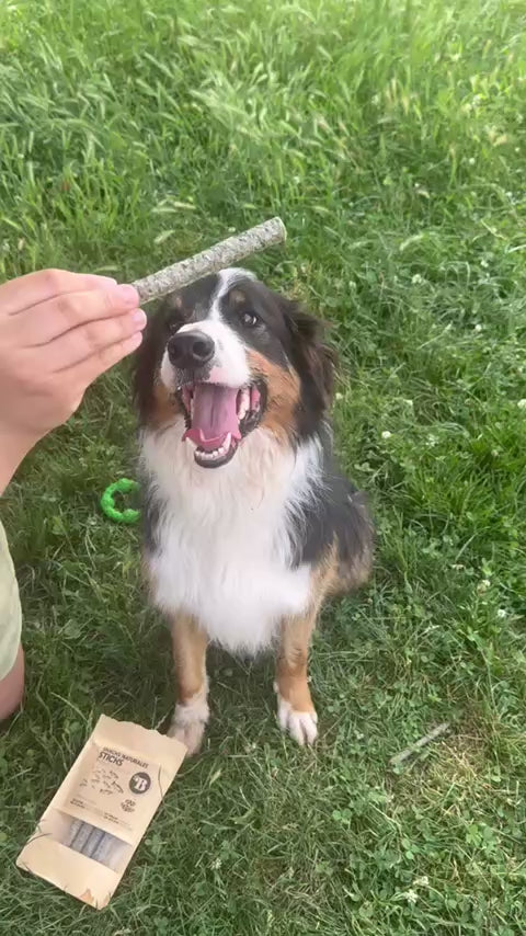 La box bien-être pour apaiser et occuper votre chien 🌿