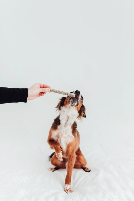 🧠 Box Anti-Stress — Bien-être & Enrichissement